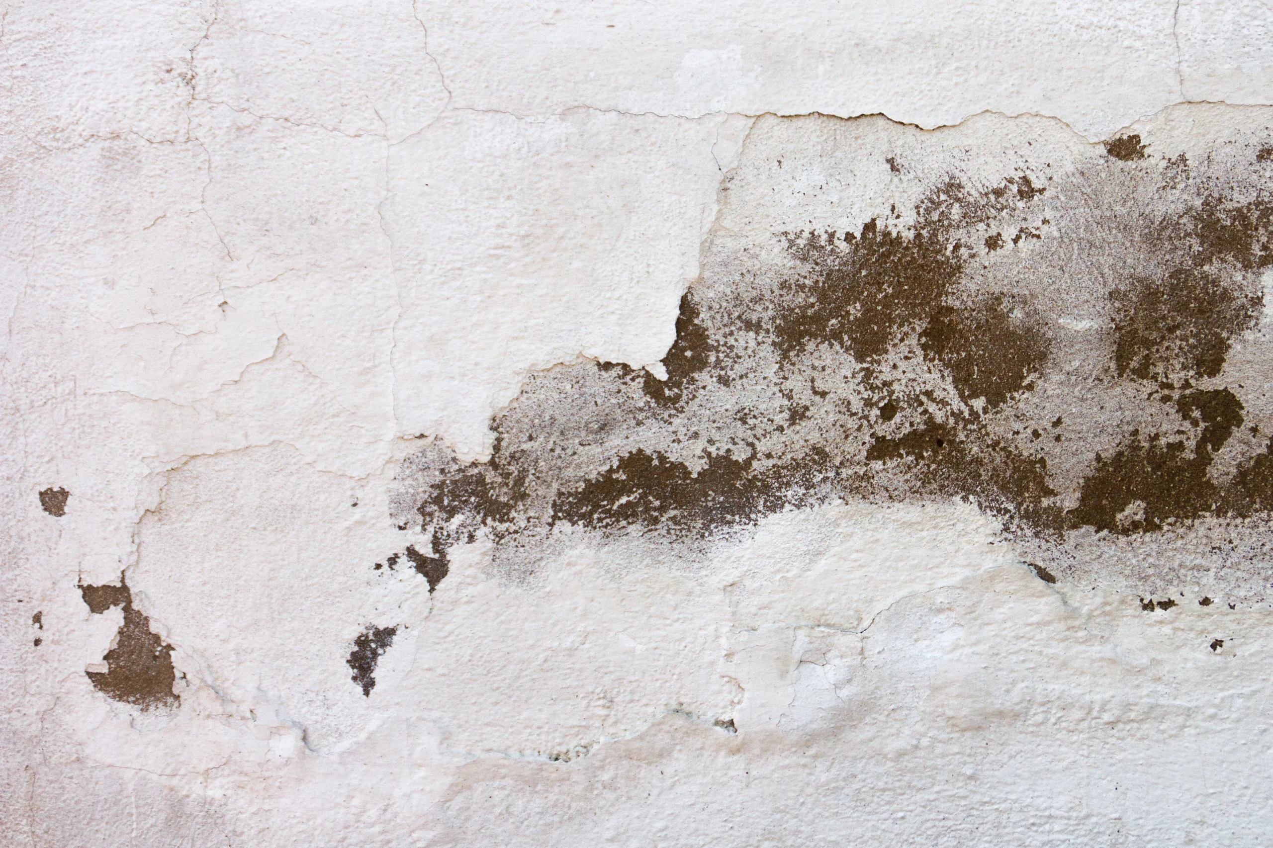 Rising damp affecting an interior wall